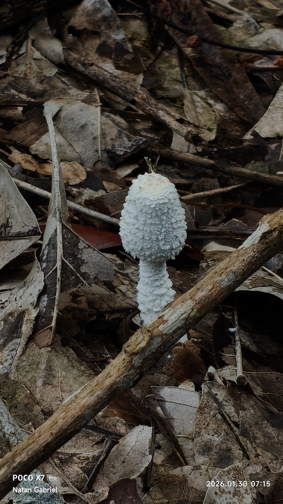 Leucocoprinus cretaceus · January 2026 · photo: © natan_gabriel0906 (iNaturalist, cc-by)