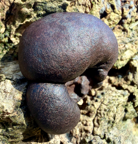 King Alfred's Cakes (Daldinia concentrica)
