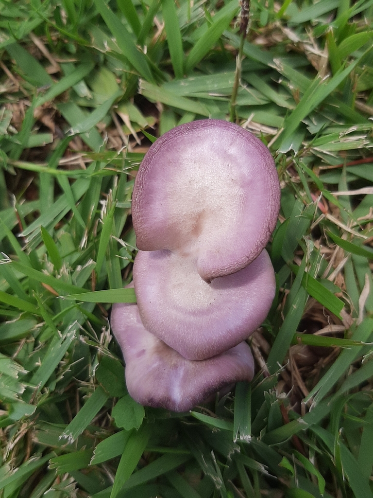 Collybia sordida · January 2026 · photo: © yoannisd (iNaturalist, cc-by)