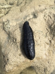 Holothuria atra