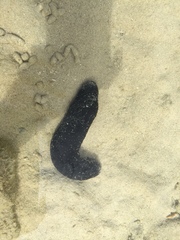 Holothuria atra