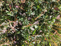 Polygonum aviculare depressum