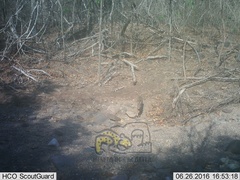 Sylvilagus cunicularius insolitus