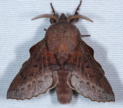 Phyllodesma americana