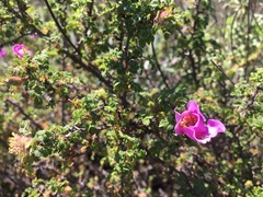 Rosa minutifolia