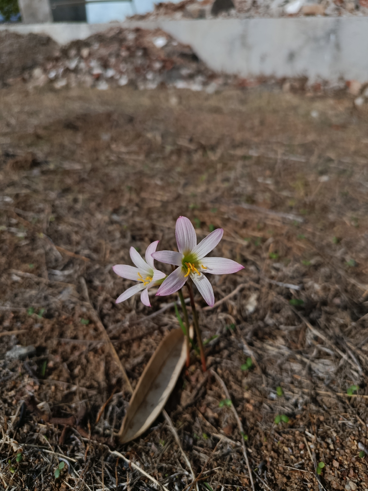 Zephyranthes cearensis