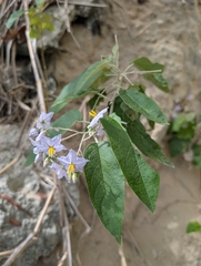 Solanum paniculatum, photograph (c) stephen, some rights reserved (CC BY)
