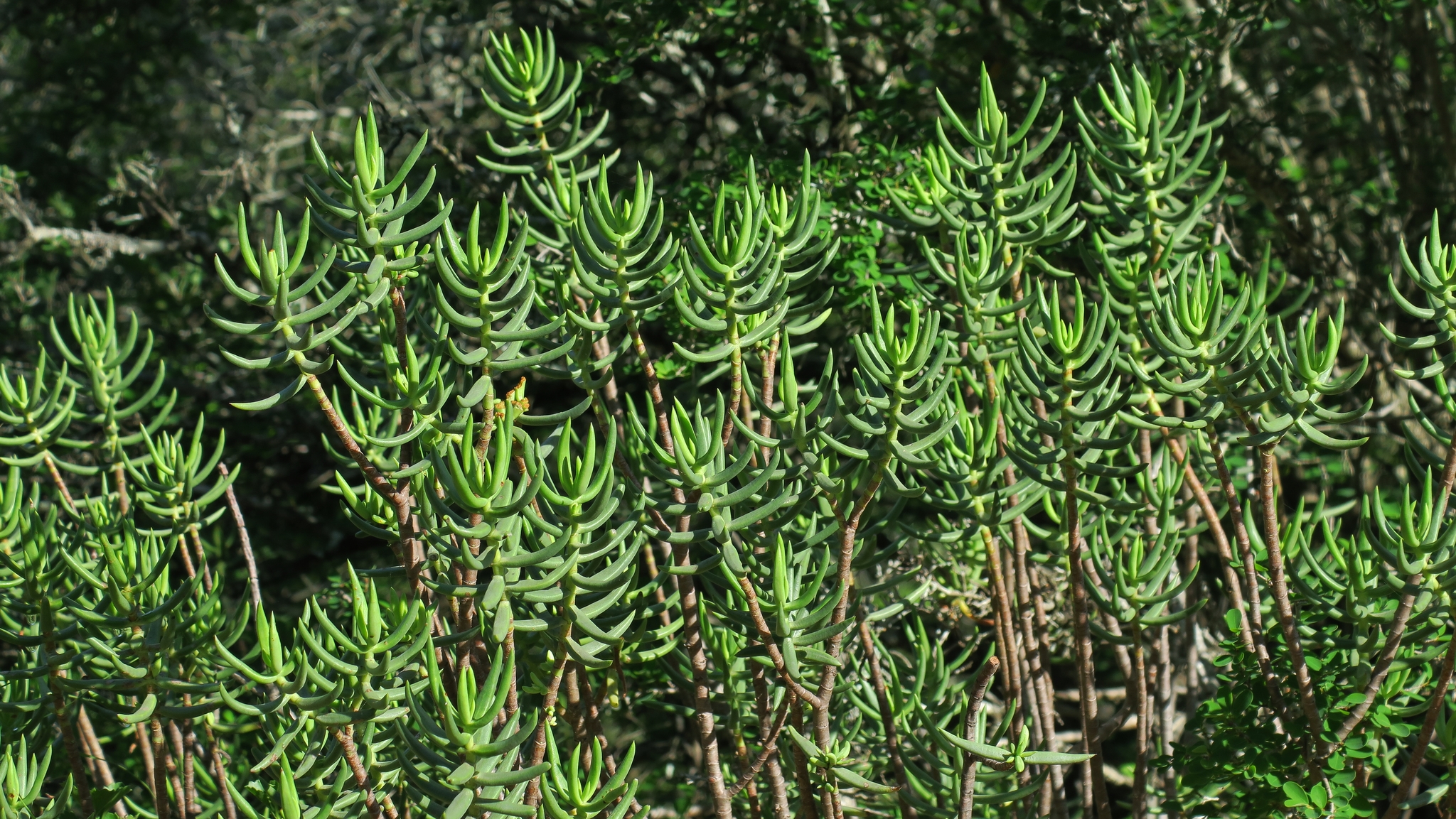 Crassula tetragona - Miniature Pine Tree