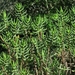 Crassula tetragona robusta - Photo (c) wonderwalker, some rights reserved (CC BY-NC), uploaded by wonderwalker