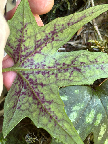Knowltonia hepaticifolia, photograph 2