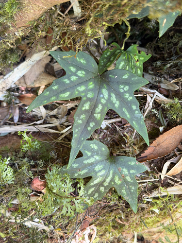 Knowltonia hepaticifolia, photograph 1