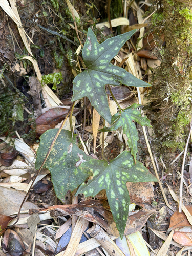 Knowltonia hepaticifolia