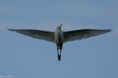 iNaturalist: (c) Miguel A. Casado, some rights reserved (CC BY-NC), uploaded by Miguel A. Casado iNaturalist image