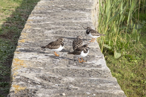 iNaturalist: (c) Rák Gergő, some rights reserved (CC BY-NC), uploaded by Rák Gergő iNaturalist image