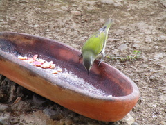 Leiothlypis peregrina