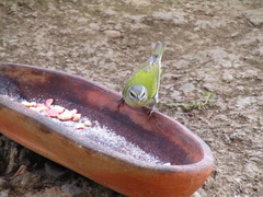 Leiothlypis peregrina
