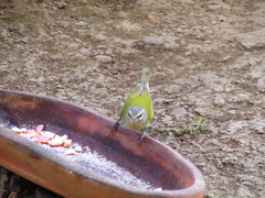 Leiothlypis peregrina