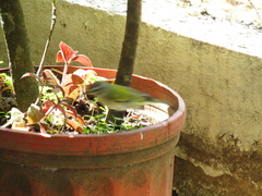 Leiothlypis peregrina