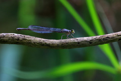 Ischnura heterosticta