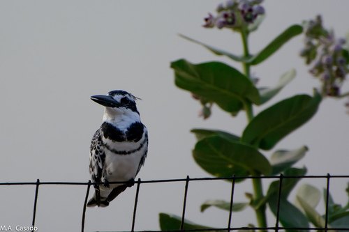 iNaturalist: (c) Miguel A. Casado, some rights reserved (CC BY-NC), uploaded by Miguel A. Casado iNaturalist image