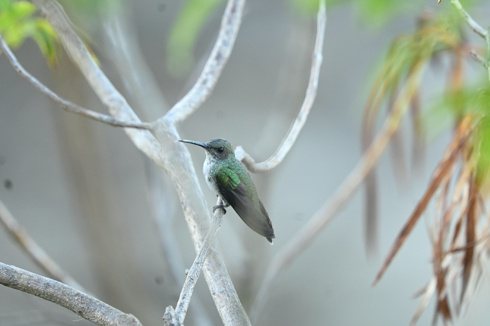 Sapphire-throated Hummingbird (Chrysuronia coeruleogularis), photo 3