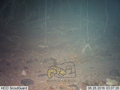 Sylvilagus cunicularius insolitus