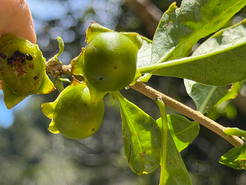 Latua pubiflora, photograph 3
