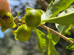 Latua pubiflora, photograph (c) Cody Hinchliff, some rights reserved (CC BY)