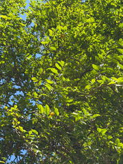 Latua pubiflora, photograph (c) Cody Hinchliff, some rights reserved (CC BY)