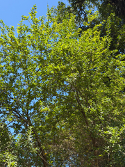 Latua pubiflora, photograph (c) Cody Hinchliff, some rights reserved (CC BY)