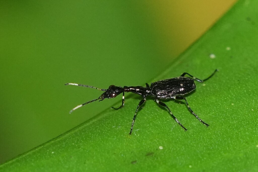 Colliuris laeviceps