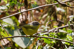 Phylloscopus xanthoschistos