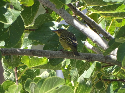 Cape Weaver (Ploceus capensis), photo 4