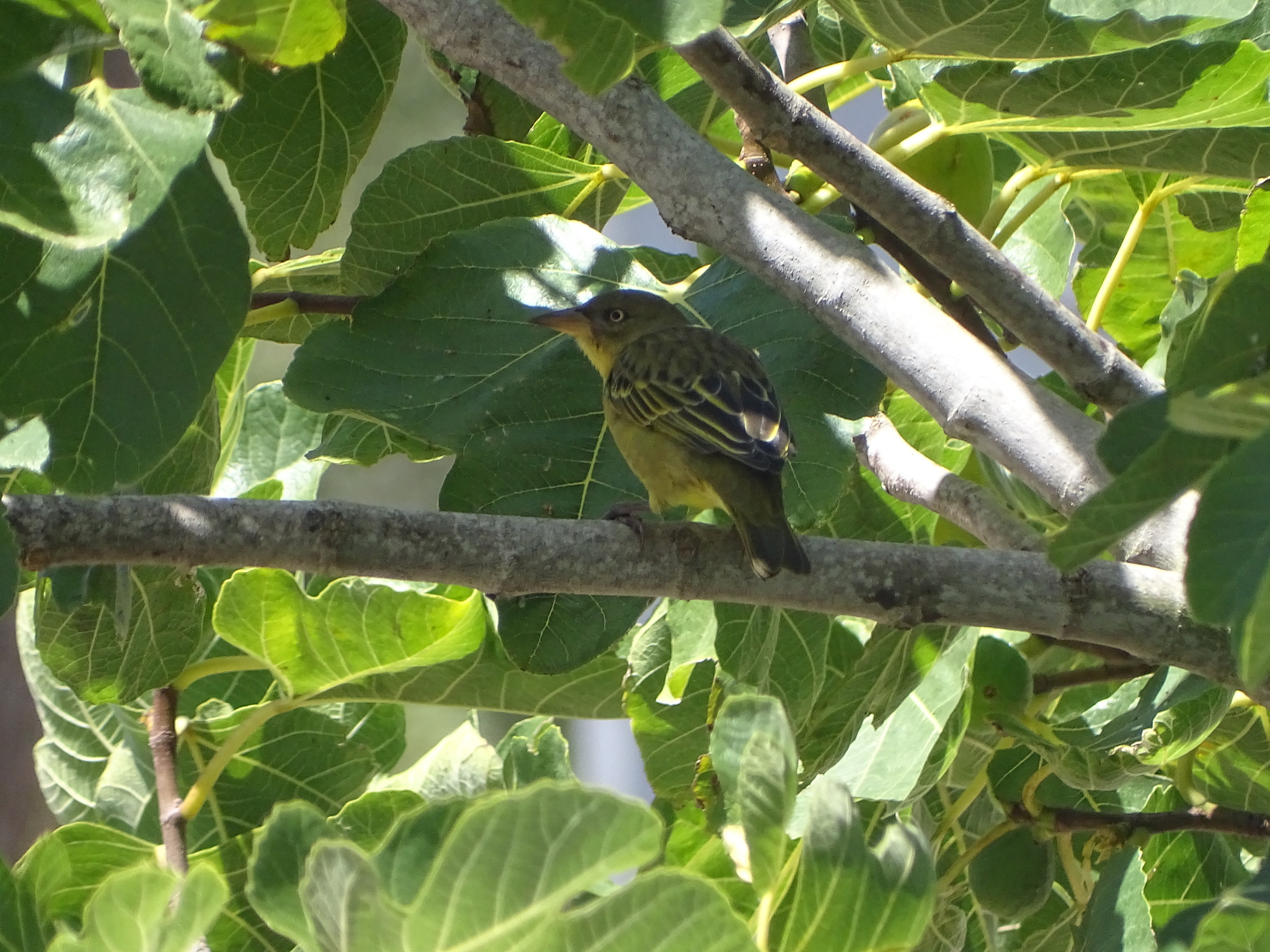Cape Weaver (Ploceus capensis), photo 4