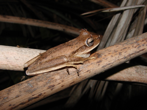 Boana caiapo