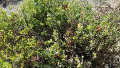 Arctostaphylos pilosula