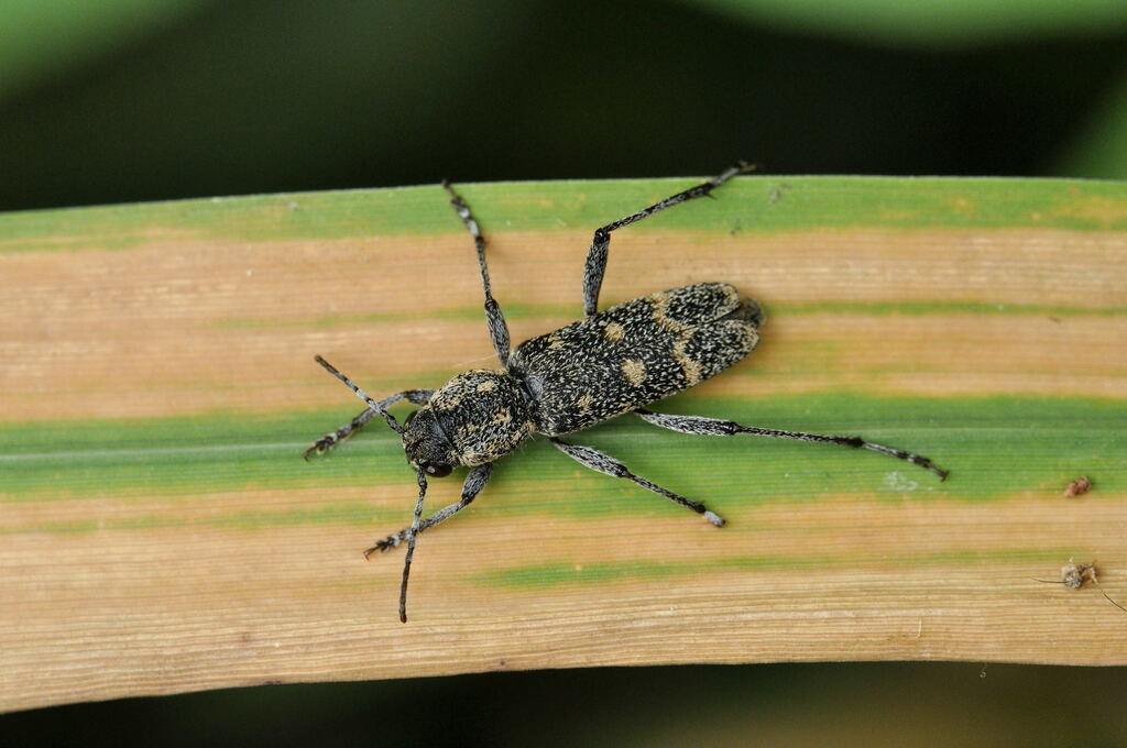Xylotrechus pantherinus