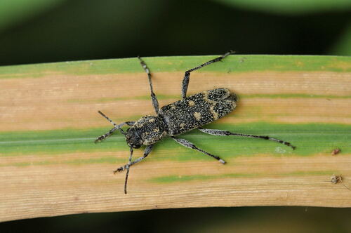 Xylotrechus pantherinus