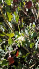 Arctostaphylos pilosula