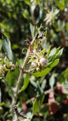 Arctostaphylos pilosula
