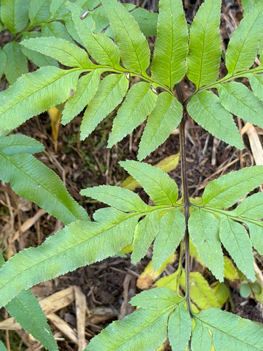 Pteris semiadnata observed 2026-01-22