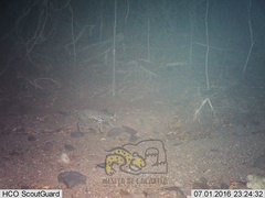 Leopardus pardalis pardalis