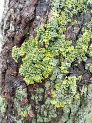 Xanthoria parietina, İstanbul, 2026