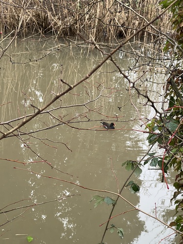 iNaturalist: (c) callumcarpenter, some rights reserved (CC BY-NC) iNaturalist image