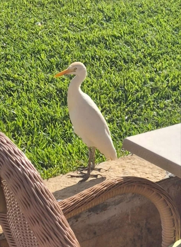 iNaturalist: (c) Susanne Marczian, some rights reserved (CC BY-NC), uploaded by Susanne Marczian iNaturalist image