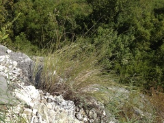 Muhlenbergia cuspidata