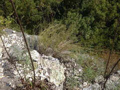 Muhlenbergia cuspidata