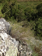 Muhlenbergia cuspidata