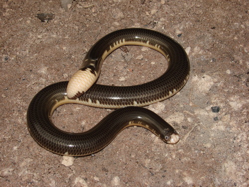Reticulate Worm Snake, Amerotyphlops reticulatus