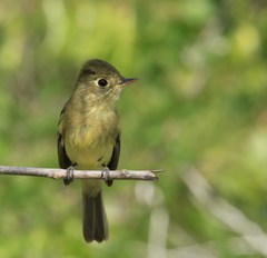 Empidonax difficilis